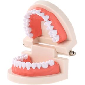 Dentures Dental Teeth Teaching Model Adult Gums Standard Demonstration Tool for Kindergarten Brushing Teaching