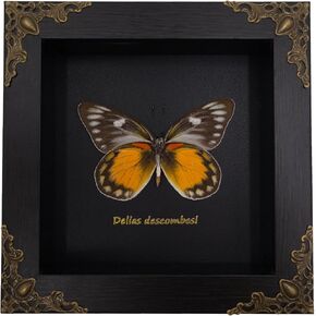Monarch Butterfly Framed Decoration - Handmade Wood Shadow Box Insect Frame for Butterfly Collectors - Tabletop, Wall Art,Live Room,Home Decor