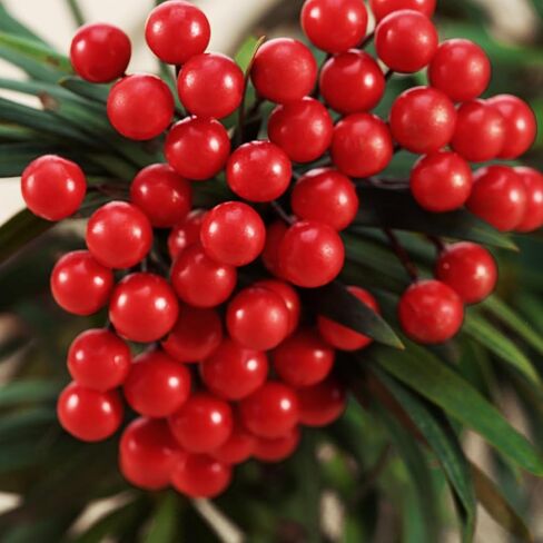 400 Pieces Artificial Holly Berries Christmas Fake Berries on 200 Pieces Wire Stems for Christmas Tree Decorations Craft Flower Wreath DIY Supplies (Wine Red) in Kuwait