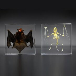 Real bat Specimen, bat Skeleton Specimen, Resin Taxidermy for Science Classroom Science Education, Great Gift for Taxidermy Lovers, Animal Skulls, quirks, Biology (2-Pack)