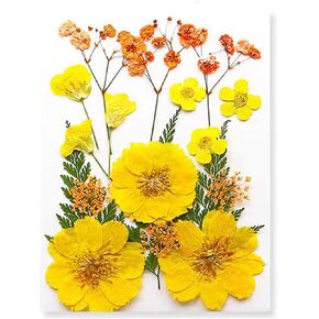 Dried Pressed Flowers for Resin, Real Pressed Flowers Dry Leaves Bulk Natural Herbs Kit for Scrapbooking DIY Art Crafts, Nails Décor, Epoxy Resin Jewelry, Candle, Soap Making (Purple)