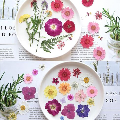 Pressed Flowers,165 Pcs Natural Dried Flowers,Pressed Flowers for Crafts, Real Dried Pressed Flowers,Dried Flowers for Crafts Resin Decor DIY in Kuwait