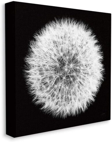 Stupell Industries Dandelion Floral Fluff Flower Black White Photograph, Designed by Aledanda Wall Art, 36x36, Canvas in Saudi Arabia