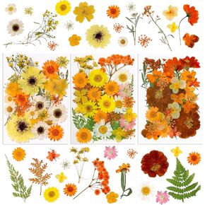 Dried Pressed Flowers for Resin, 90Pcs Fall Natural Dried Flower for Crafts, Scrapbooking DIY, Epoxy, Card, Candle, Soap,Jewelry, Phone Case,Nail Decor, Thanksgiving Decoration（Yellow & Orange）
