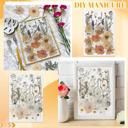 Nuanchu Pressed Flowers Bulk Dried Flower for Crafts, Dried Flower Leave Natural with Tweezer for Resin Mold Scrapbooking DIY (Vivid Colors,Blossom Style) in Saudi Arabia