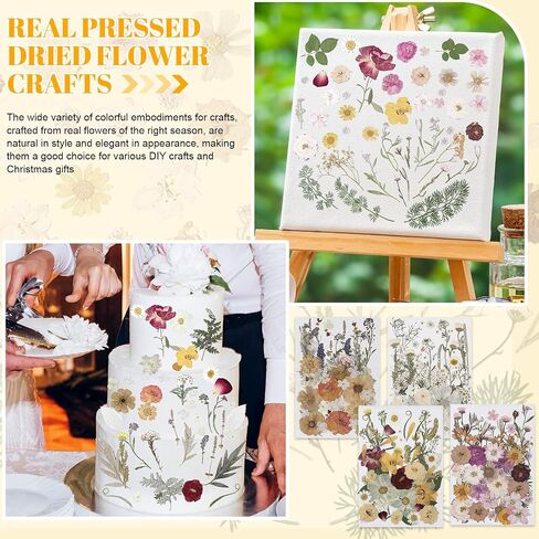 Nuanchu Pressed Flowers Bulk Dried Flower for Crafts, Dried Flower Leave Natural with Tweezer for Resin Mold Scrapbooking DIY (Vivid Colors,Blossom Style) in Saudi Arabia