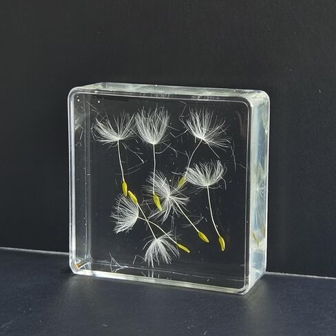 Pressed Flower Paperweight, Real Flowers and Plant Specimens Resin Paper Weights Crafts for Desktop Decoration Science Education and Gift Giving (Dandelion) in Saudi Arabia