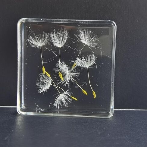 Pressed Flower Paperweight, Real Flowers and Plant Specimens Resin Paper Weights Crafts for Desktop Decoration Science Education and Gift Giving (Dandelion) in Saudi Arabia