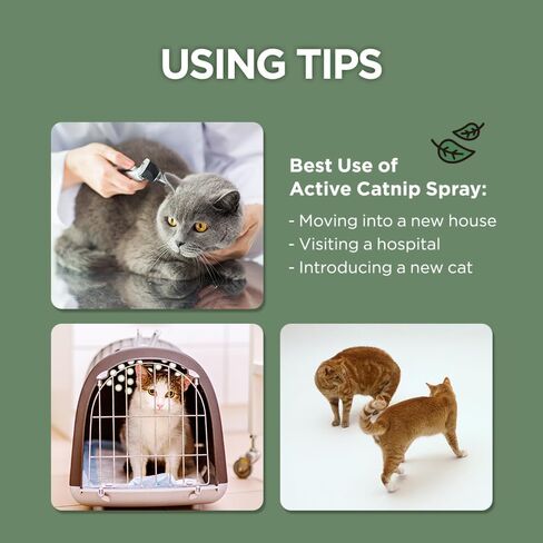 Super Active Catnip Set - Fresh Catnip Powder (0.5 oz) & Potent Spray (1fl oz) with Strong Scent for Exercising, Relaxing, and Training Cats in Saudi Arabia