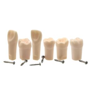 Typodont Fit for Kilgore Nissin 500 Type Dental Model 1:1 Screw-in Replacement Practice Filling Training Teeth Model M8024-6 Practicing Study Teach 6Pcs/Set