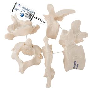 3B Scientific A75/1 5 Vertebrae - 3B Smart Anatomy