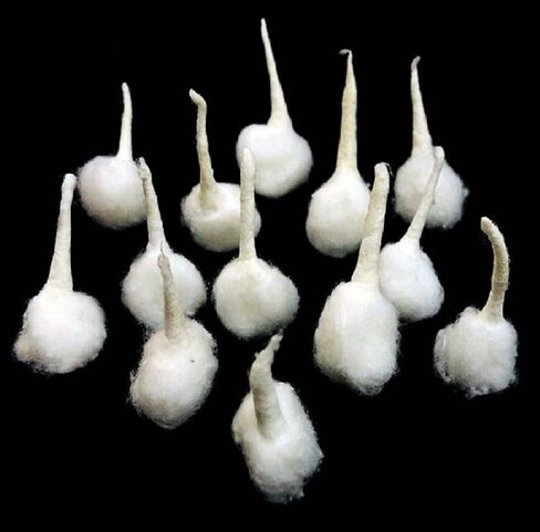 Hand Rolled Organic Cotton Puja Wicks Religous Long Jyot Bati Akhand Pooja Lamps Diya Batti (100 Pieces), Small, White in Saudi Arabia