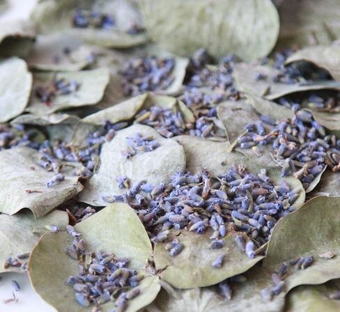 الأوكالبتوس + الخزامى الأوكالبتوس المجفف - عبوة من قطعتين من أكياس حمام الدش اللافندر من أوراق الأوكالبتوس للاستحمام المحفوظة الطبيعية الحقيقية وأوراق الأوكالبتوس الخزامى in Kuwait