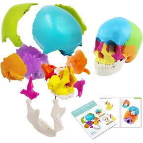 Disarticulated Human Skull Model, Human Skull Model Adult Didactic Version, 22 Parts Skull Life-Size Anatomical Beauchene Skull Model for Medical Teaching Learning, Student Learning Education Display in Kuwait