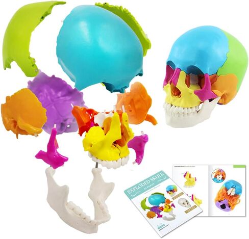 نموذج جمجمة بشرية مفككة، نموذج جمجمة بشرية نسخة تعليمية للبالغين، 22 جزءًا من جمجمة بالحجم الطبيعي نموذج جمجمة بوشين لتعلم التدريس الطبي، عرض تعليم تعلم الطلاب in Kuwait