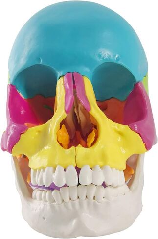 نموذج جمجمة بشرية مفككة، نموذج جمجمة بشرية نسخة تعليمية للبالغين، 22 جزءًا من جمجمة بالحجم الطبيعي نموذج جمجمة بوشين لتعلم التدريس الطبي، عرض تعليم تعلم الطلاب in Kuwait