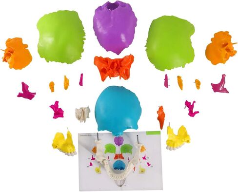 نموذج جمجمة بشرية مفككة، نموذج جمجمة بشرية نسخة تعليمية للبالغين، 22 جزءًا من جمجمة بالحجم الطبيعي نموذج جمجمة بوشين لتعلم التدريس الطبي، عرض تعليم تعلم الطلاب in Kuwait