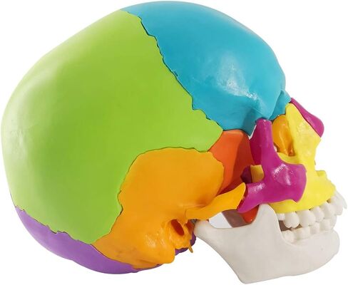 نموذج جمجمة بشرية مفككة، نموذج جمجمة بشرية نسخة تعليمية للبالغين، 22 جزءًا من جمجمة بالحجم الطبيعي نموذج جمجمة بوشين لتعلم التدريس الطبي، عرض تعليم تعلم الطلاب in Kuwait