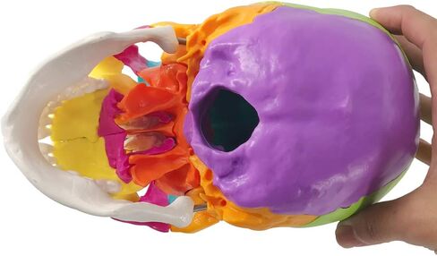 نموذج جمجمة بشرية مفككة، نموذج جمجمة بشرية نسخة تعليمية للبالغين، 22 جزءًا من جمجمة بالحجم الطبيعي نموذج جمجمة بوشين لتعلم التدريس الطبي، عرض تعليم تعلم الطلاب in Kuwait