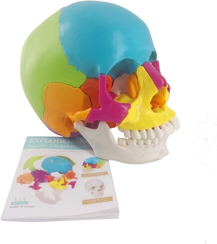 نموذج جمجمة بشرية مفككة، نموذج جمجمة بشرية نسخة تعليمية للبالغين، 22 جزءًا من جمجمة بالحجم الطبيعي نموذج جمجمة بوشين لتعلم التدريس الطبي، عرض تعليم تعلم الطلاب in Kuwait