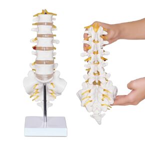 NLShan Scientific Lumbar Spine Model with 5 Vertebrae, Life Size Human Lumbar Vertebrae Anatomy Model with Sacrum, Spinal Disc, and Sturdy Base, Perfect Tool for Classrooms, Offices, Medical Teaching.