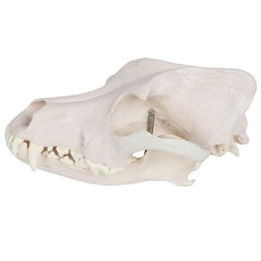 Medical Anatomical Canine (Dog) Skull Model, Life Size