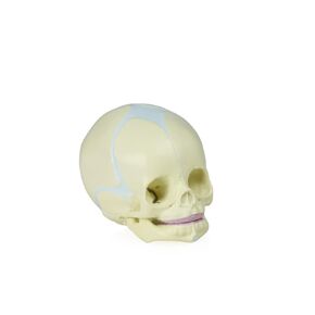 Jackson Global JS00030 Human Fetal Skull Model | Great for Understanding of Fetal Bone Development