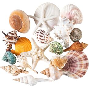 Large Sea Shells 20PCS for Beach Decor: Mixed Seashells, Starfish, Conch Shell, and Cowrie Shells for Ocean Decor, DIY Crafts, Home Decor, Table Scatters, and Fish Tank Decorations