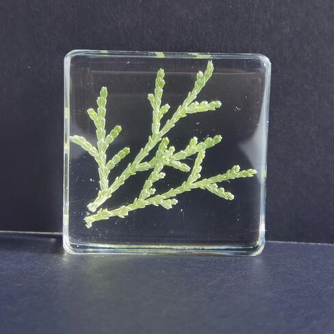Pressed Flower Paperweight, Real Flowers and Plant Specimens Resin Paper Weights Crafts for Desktop Decoration Science Education and Gift Giving (Dandelion) in Saudi Arabia