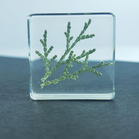Pressed Flower Paperweight, Real Flowers and Plant Specimens Resin Paper Weights Crafts for Desktop Decoration Science Education and Gift Giving (Dandelion) in Saudi Arabia