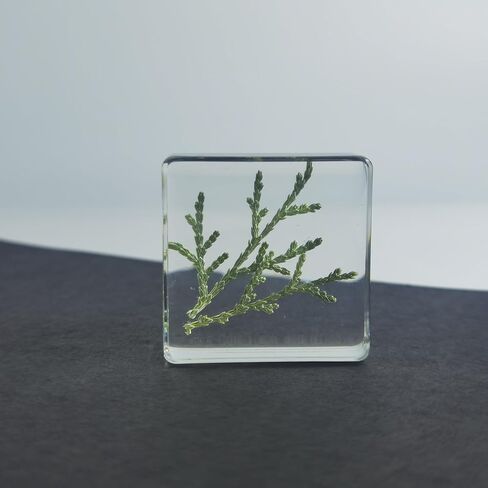 Pressed Flower Paperweight, Real Flowers and Plant Specimens Resin Paper Weights Crafts for Desktop Decoration Science Education and Gift Giving (Dandelion) in Saudi Arabia