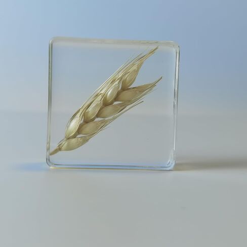 Pressed Flower Paperweight, Real Flowers and Plant Specimens Resin Paper Weights Crafts for Desktop Decoration Science Education and Gift Giving (Dandelion) in Saudi Arabia