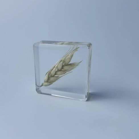 Pressed Flower Paperweight, Real Flowers and Plant Specimens Resin Paper Weights Crafts for Desktop Decoration Science Education and Gift Giving (Dandelion) in Saudi Arabia