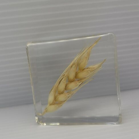 Pressed Flower Paperweight, Real Flowers and Plant Specimens Resin Paper Weights Crafts for Desktop Decoration Science Education and Gift Giving (Dandelion) in Saudi Arabia