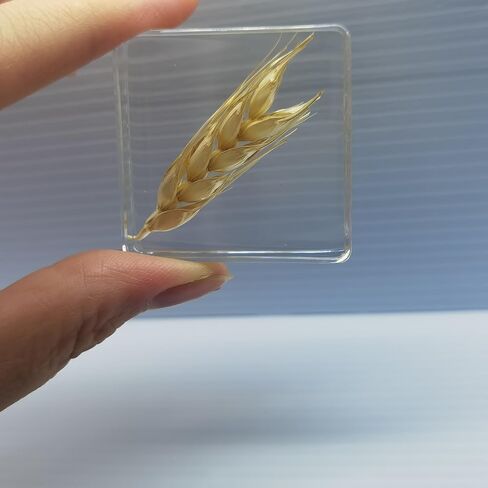 Pressed Flower Paperweight, Real Flowers and Plant Specimens Resin Paper Weights Crafts for Desktop Decoration Science Education and Gift Giving (Dandelion) in Saudi Arabia
