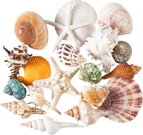 Large Sea Shells 20PCS for Beach Decor: Mixed Seashells, Starfish, Conch Shell, and Cowrie Shells for Ocean Decor, DIY Crafts, Home Decor, Table Scatters, and Fish Tank Decorations in Saudi Arabia