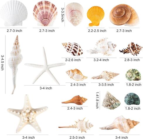 Large Sea Shells 20PCS for Beach Decor: Mixed Seashells, Starfish, Conch Shell, and Cowrie Shells for Ocean Decor, DIY Crafts, Home Decor, Table Scatters, and Fish Tank Decorations in Saudi Arabia