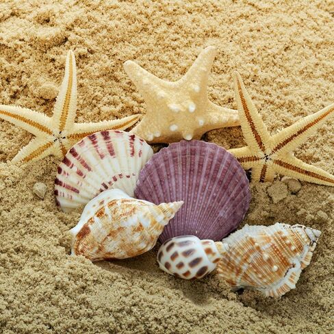 Large Sea Shells 20PCS for Beach Decor: Mixed Seashells, Starfish, Conch Shell, and Cowrie Shells for Ocean Decor, DIY Crafts, Home Decor, Table Scatters, and Fish Tank Decorations in Saudi Arabia
