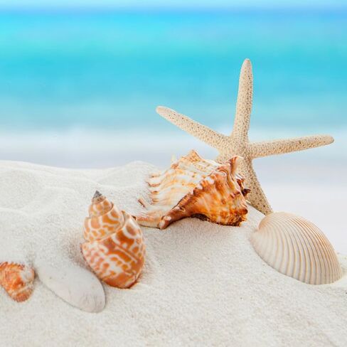 Large Sea Shells 20PCS for Beach Decor: Mixed Seashells, Starfish, Conch Shell, and Cowrie Shells for Ocean Decor, DIY Crafts, Home Decor, Table Scatters, and Fish Tank Decorations in Saudi Arabia