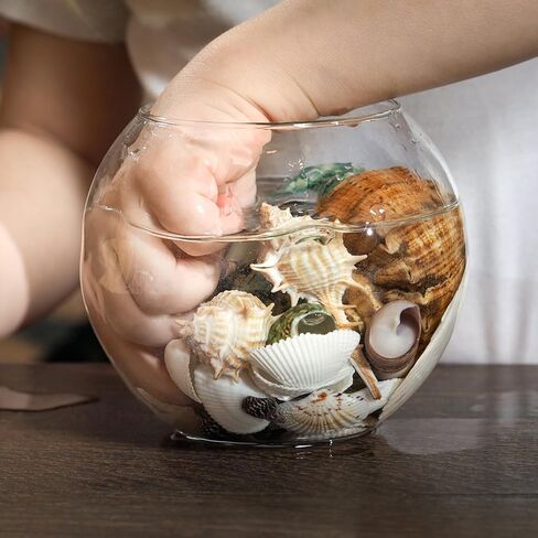 Large Sea Shells 20PCS for Beach Decor: Mixed Seashells, Starfish, Conch Shell, and Cowrie Shells for Ocean Decor, DIY Crafts, Home Decor, Table Scatters, and Fish Tank Decorations in Saudi Arabia