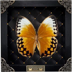 Real Brown Moth Butterfly Frame Insect Lover Black Frame Shadow Box Taxidermy Specimen Room Decor Wall Hanging Tabletop Home Art K26-35-DE