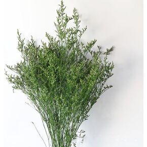 19-23inch Preserved Natural Limonium Bouquet, 28+ Stems Real Fresh Caspia Bellidifolium, Sea Lavender, Baby Breath Flowers, for Wedding Birthday,Home Décor(Green)