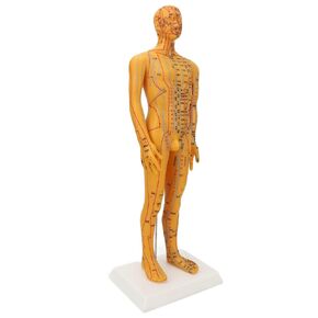 53cm Human Body Acupuncture Model Man Chinese Teaching Acupoint Mannequin Pressure Point Acupuncture Model for Acupuncturists Training Teaching Education Supplies