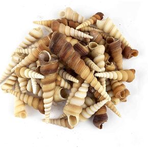 Brown Turitella Terebra Shells,Terebra Turritella Shells 8OZ (1-1/2"-3-1/2"Inch)