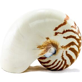 نوتيلوس شل | صدف نوتيلوس ذو غرف طبيعية من 5 إلى 6 بوصات | تايجر نوتيلوس شل ديكور | بالإضافة إلى كتاب إلكتروني بحري مجاني من تأليف جوزيف رينز in Kuwait