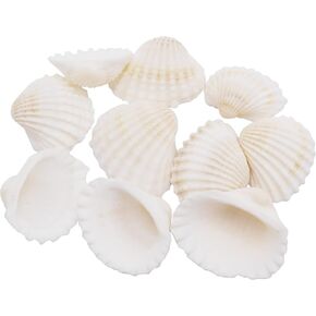350 Grams Natural Seashells Small White Shells Bulk for Home Decor Beach Theme Party Candle Making Decoration Aquarium Vases Filler Craft DIY