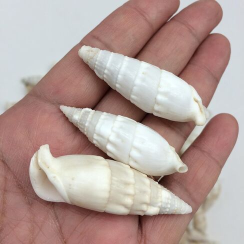 PEPPERLONELY white and ivory Cerithiums Banded Vertagus Sea Shells, 16 OZ Approx. 110+PC Shells, 1-1/2 Inch ~ 2 Inch in Saudi Arabia
