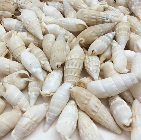 PEPPERLONELY white and ivory Cerithiums Banded Vertagus Sea Shells, 16 OZ Approx. 110+PC Shells, 1-1/2 Inch ~ 2 Inch in Saudi Arabia