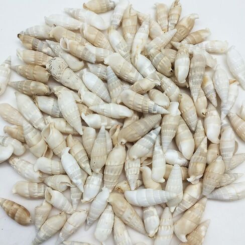 PEPPERLONELY white and ivory Cerithiums Banded Vertagus Sea Shells, 16 OZ Approx. 110+PC Shells, 1-1/2 Inch ~ 2 Inch in Saudi Arabia