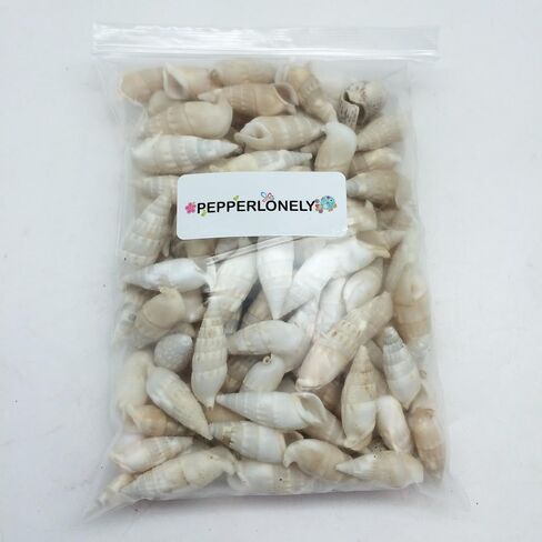 PEPPERLONELY white and ivory Cerithiums Banded Vertagus Sea Shells, 16 OZ Approx. 110+PC Shells, 1-1/2 Inch ~ 2 Inch in Saudi Arabia
